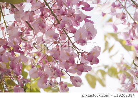 曙花炭藤（一種紫藤）－一種圓形的粉紅色紫藤。 139202394