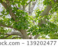 Fresh green landscape 139202477