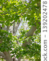 Fresh green landscape 139202478