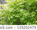 Fresh green landscape 139202479