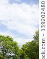 Fresh greenery shining against the blue sky 139202480