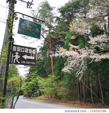 低山徒步,富士山,富士櫻花 低山徒步,富士山,富士櫻花 139202586