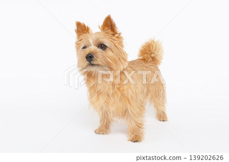 一隻諾里奇梗犬側身站在純白色背景前。 一隻諾里奇梗犬側身站在純白色背景前。 139202626