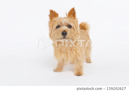 一隻諾里奇梗犬的正面照，背景是純白色。 139202627