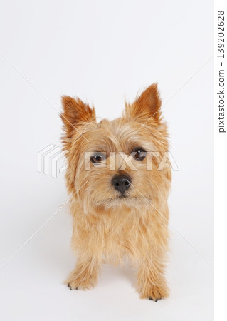 諾里奇梗犬直視前方的表情 139202628