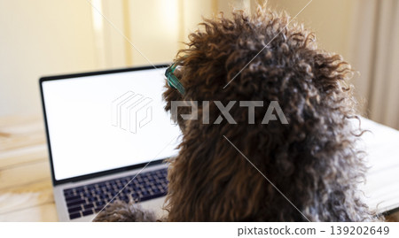 Curly dog wearing glasses watching laptop screen Curly dog wearing glasses watching laptop screen 139202649