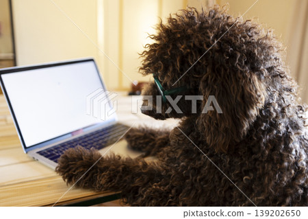 Poodle dog wearing glasses working on laptop Poodle dog wearing glasses working on laptop 139202650