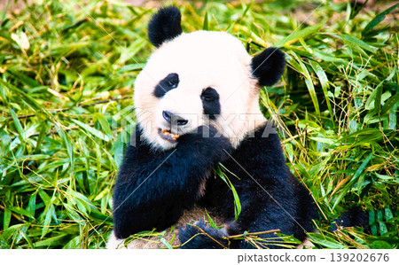 Adorable pandas in Sichuan Province Adorable pandas in Sichuan Province 139202676