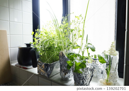 Growing recycled vegetables on a kitchen windowsill: An image of a lifestyle enjoying a mini-garden. Growing recycled vegetables on a kitchen windowsill: An image of a lifestyle enjoying a mini-garden. 139202701