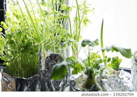 在廚房窗台上種植回收蔬菜:一種享受迷你花園的生活方式的寫照。 在廚房窗台上種植回收蔬菜:一種享受迷你花園的生活方式的寫照。 139202704