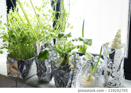 在廚房窗台上種植回收蔬菜：一種享受迷你花園的生活方式的寫照。 139202705