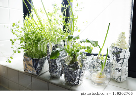 Growing recycled vegetables on a kitchen windowsill: An image of a lifestyle enjoying a mini-garden. 139202706