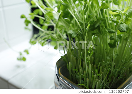 Fresh pea sprouts grown on a kitchen windowsill - an image of hydroponics. Fresh pea sprouts grown on a kitchen windowsill - an image of hydroponics. 139202707
