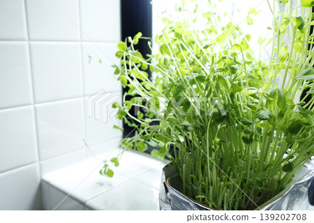Fresh pea sprouts grown on a kitchen windowsill - an image of hydroponics. 139202708