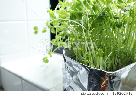 廚房窗台上生長的新鮮豌豆苗-水耕法的典型例子。 廚房窗台上生長的新鮮豌豆苗-水耕法的典型例子。 139202712
