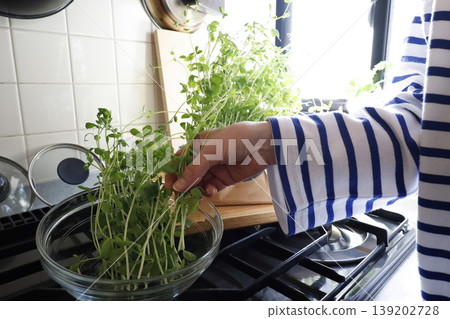 在廚房窗台上進行水耕種植:豌豆苗收穫圖。 在廚房窗台上進行水耕種植:豌豆苗收穫圖。 139202728