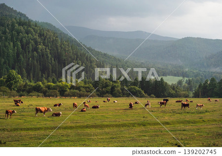 Altai mountain valley with cattle grazing and resting in green pasture under cloudy sky Altai mountain valley with cattle grazing and resting in green pasture under cloudy sky 139202745