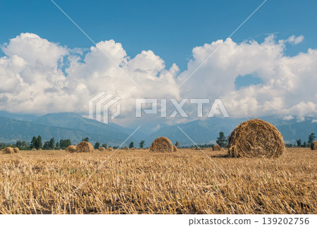 Round hay bales scattered across a dry harvested field under a clear blue sky and distant mountains Round hay bales scattered across a dry harvested field under a clear blue sky and distant mountains 139202756