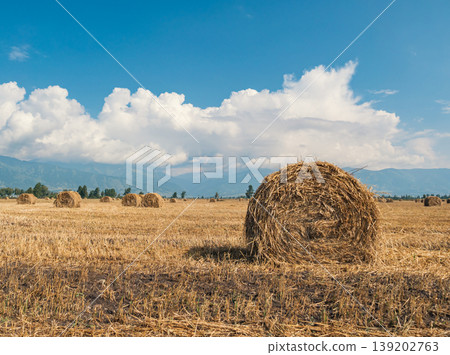 Round hay bales scattered across a dry harvested field under a clear blue sky and distant mountains Round hay bales scattered across a dry harvested field under a clear blue sky and distant mountains 139202763