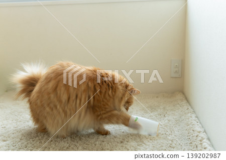 A tabby cat that can even use a cup as a board A tabby cat that can even use a cup as a board 139202987