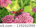 Beautiful Peacock butterfly (Aglais io) with vibrant eye spots sitting on pink Sedum (Stonecrop) flowers in sunny garden. 139202999
