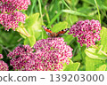 Beautiful Peacock butterfly (Aglais io) with vibrant eye spots sitting on pink Sedum (Stonecrop) flowers in sunny garden. 139203000
