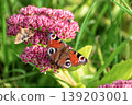 Peacock butterfly (Aglais io) and small moth feeding together on pink Sedum flowers. 139203001