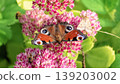 Peacock butterfly (Aglais io) and small moth feeding together on pink Sedum flowers. 139203002