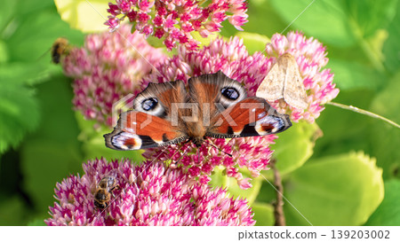 Peacock butterfly (Aglais io) and small moth feeding together on pink Sedum flowers. Peacock butterfly (Aglais io) and small moth feeding together on pink Sedum flowers. 139203002