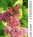 Beautiful Peacock butterfly (Aglais io) with vibrant eye spots sitting on pink Sedum (Stonecrop) flowers in sunny garden. 139203003