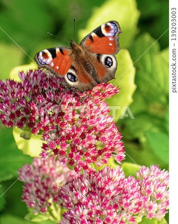 Beautiful Peacock butterfly (Aglais io) with vibrant eye spots sitting on pink Sedum (Stonecrop) flowers in sunny garden. Beautiful Peacock butterfly (Aglais io) with vibrant eye spots sitting on pink Sedum (Stonecrop) flowers in sunny garden. 139203003