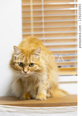 A tabby cat with poor posture (vertical photo) A tabby cat with poor posture (vertical photo) 139203093
