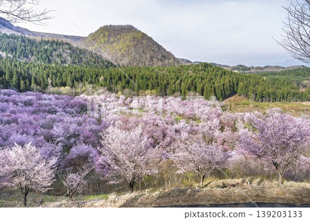 春天的櫻花通道，盛開的大山櫻，福島縣北鹽原村 139203133