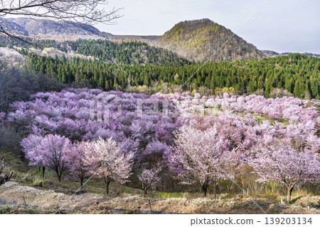 春天的櫻花通道,盛開的大山櫻,福島縣北鹽原村 春天的櫻花通道,盛開的大山櫻,福島縣北鹽原村 139203134