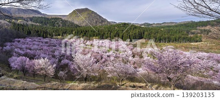 春天的櫻花通道,盛開的大山櫻,福島縣北鹽原村 春天的櫻花通道,盛開的大山櫻,福島縣北鹽原村 139203135