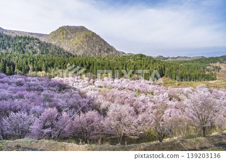 Spring Sakura Pass: Full-bloomed Ooyamazakura cherry blossoms in Kitashiobara Village, Fukushima Prefecture Spring Sakura Pass: Full-bloomed Ooyamazakura cherry blossoms in Kitashiobara Village, Fukushima Prefecture 139203136