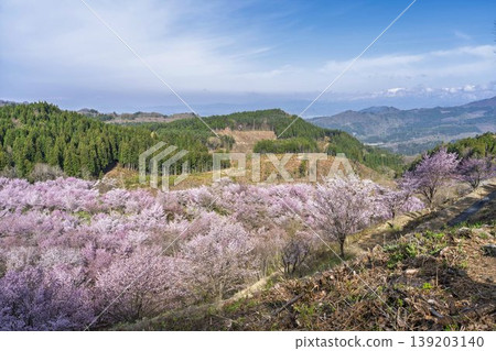 Spring Sakura Pass: Full-bloomed Ooyamazakura cherry blossoms in Kitashiobara Village, Fukushima Prefecture Spring Sakura Pass: Full-bloomed Ooyamazakura cherry blossoms in Kitashiobara Village, Fukushima Prefecture 139203140