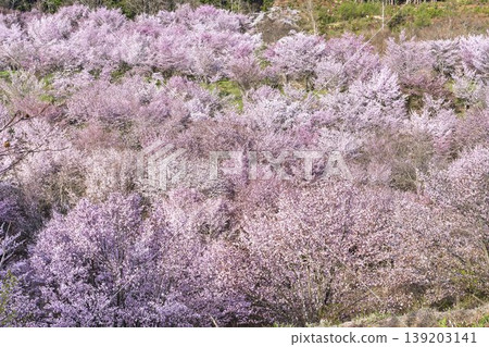 春天的櫻花通道,盛開的大山櫻,福島縣北鹽原村 春天的櫻花通道,盛開的大山櫻,福島縣北鹽原村 139203141