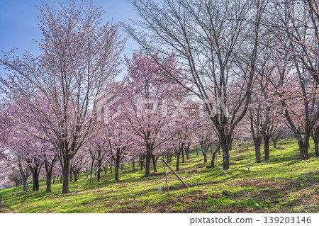 Spring Sakura Pass: Full-bloomed Ooyamazakura cherry blossoms in Kitashiobara Village, Fukushima Prefecture Spring Sakura Pass: Full-bloomed Ooyamazakura cherry blossoms in Kitashiobara Village, Fukushima Prefecture 139203146