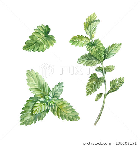 Mint set. Bunch, full plant and green leaf. Hand drawn illustration of the aromatic herb isolated on white. Watercolor clip art for food labels, bar menus and natural cosmetics. Mint set. Bunch, full plant and green leaf. Hand drawn illustration of the aromatic herb isolated on white. Watercolor clip art for food labels, bar menus and natural cosmetics. 139203151