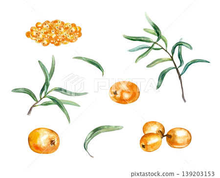 Sea buckthorn set. Juicy berries, individual and in handfuls, green leaves. Hand drawn watercolor illustration, isolated. Suitable for label design for juice, jam and natural cosmetics. 139203153