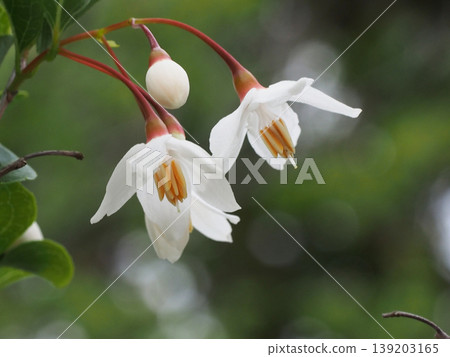 White flowers and buds of the Styrax japonica tree (Styrax japonica in the park) White flowers and buds of the Styrax japonica tree (Styrax japonica in the park) 139203165