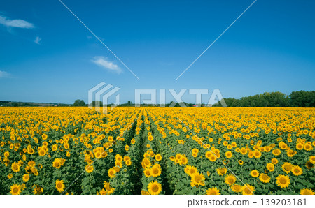 Aerial view captures expansive sunflower field glows vibrant yellow under a brilliant summer sun 139203181