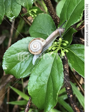 Snail on a rainy day Snail on a rainy day 139203192