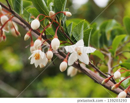 特寫鏡頭展現了日本安息香樹（Styrax obtusifolia）的白色花朵，以及許多花蕾和花朵。 139203293