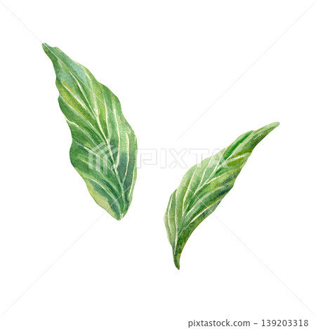 Green ginger leaves. Hand drawn botanical illustration isolated on white. Watercolor clip art of organic plant or herb for food label design, natural cosmetics and medicine. Green ginger leaves. Hand drawn botanical illustration isolated on white. Watercolor clip art of organic plant or herb for food label design, natural cosmetics and medicine. 139203318