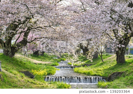 Spring cherry blossom trees in full bloom along the Kannonji River in Inawashiro, Fukushima Prefecture 139203364