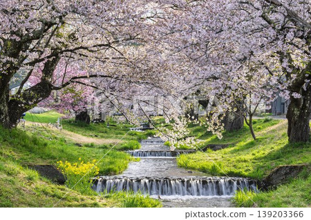 福島縣豬苗代町,春天的櫻花樹排,觀音寺川櫻花盛開 福島縣豬苗代町,春天的櫻花樹排,觀音寺川櫻花盛開 139203366