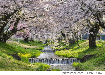 Spring cherry blossom trees in full bloom along the Kannonji River in Inawashiro, Fukushima Prefecture 139203367