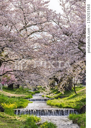 福島縣豬苗代町,春天的櫻花樹排,觀音寺川櫻花盛開 福島縣豬苗代町,春天的櫻花樹排,觀音寺川櫻花盛開 139203368